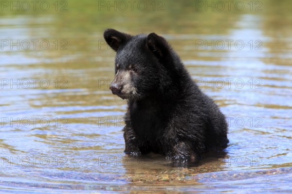 American Black Bear (Ursus americanus), young, in the water, six months old, Montana, USA, North