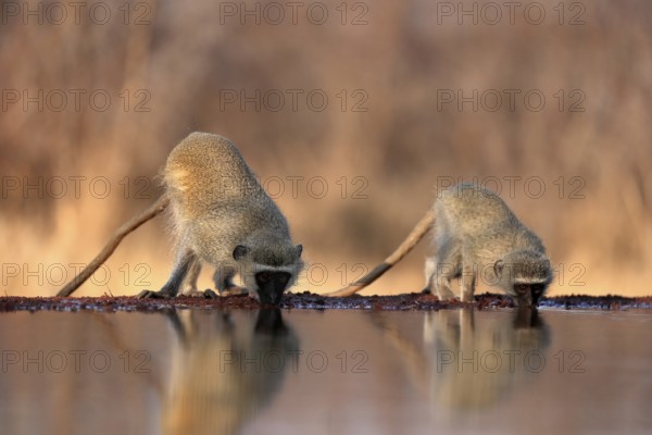 Vervet Monkey (Chlorocebus pygerythrus), adult, two animals, drinking, at the water, Kruger