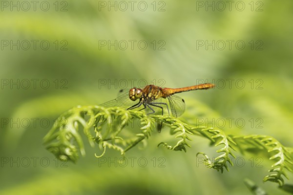 Common darter dragonfly (Sympetrum striolatum) adult insect resting on a Bracken plant leaf,