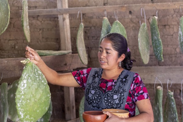 Teotitlan del Valle, Oaxaca, Mexico, Rural women in the Tlacolula Valley of Oaxaca benefit from a