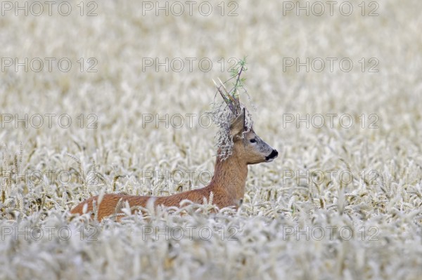 European roe deer (Capreolus capreolus) buck, male with twig stuck in its antlers during the rut in