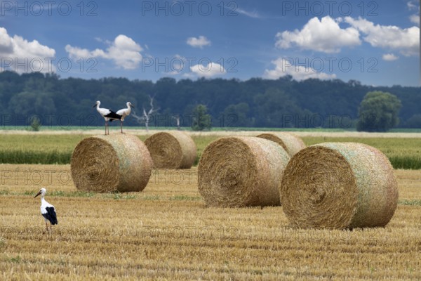 Storks on field with straw bales Stadthagen Nordsehl Germany