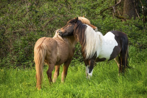 Icelandic horses in a pasture. Two mares grooming, nibbling each other. Left horse with eel line.