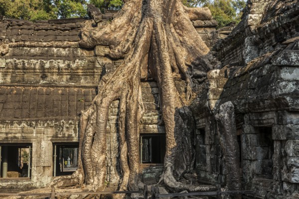 Ta Prohm, Angkor Wat, Angkor, UNESCO World Heritage Site, Siem Reap, Cambodia, Indochina, Southeast