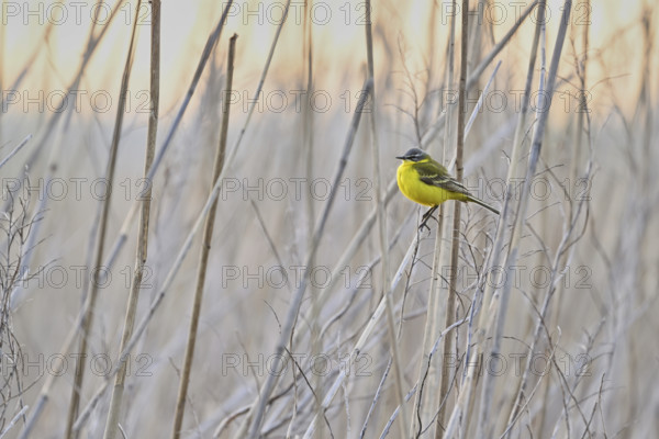 Yellow wagtail (Motacilla flava), male on a reed, Lake Neusiedl National Park, Seewinkel,