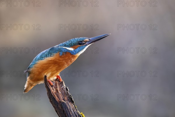 Common kingfisher (Alcedo atthis), threatening posture, sees a sparrowhawk, Tyrol, Austria, Europe