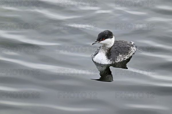 Slavonian Grebe (Podiceps auritus), adult, in adult plumage, winter plumage, swimming in Lake Zug,