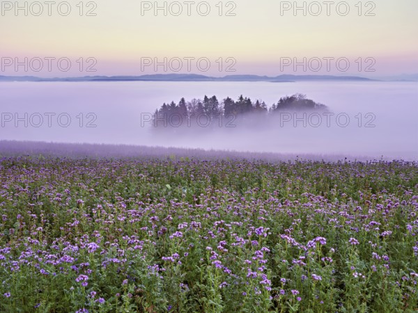 Field of flowering bee friend (Phacelia tanacetifolia), forest shrouded in fog behind,