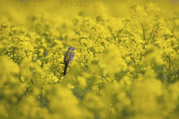 A yellow wagtail sits in spring in a flowering rape field near Frankfurt am Main, Frankfurt am