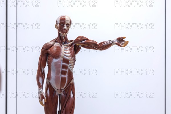 Human body model with muscles and organs for biology lessons. Scientific teaching aid from Hedinger