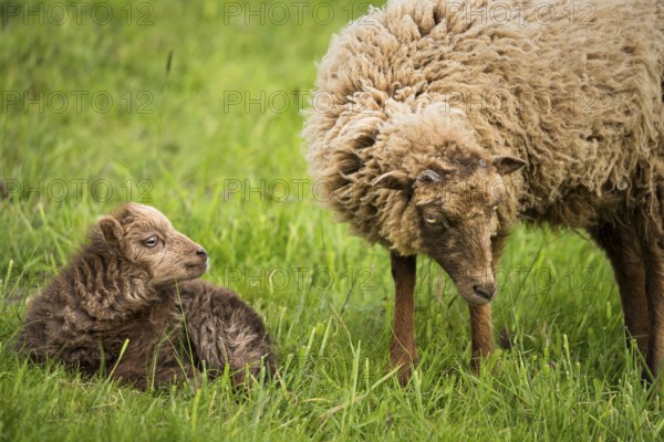 Little lamb, brown, lying in the grass, looking at its mother, Ouessant sheep (Breton dwarf sheep),