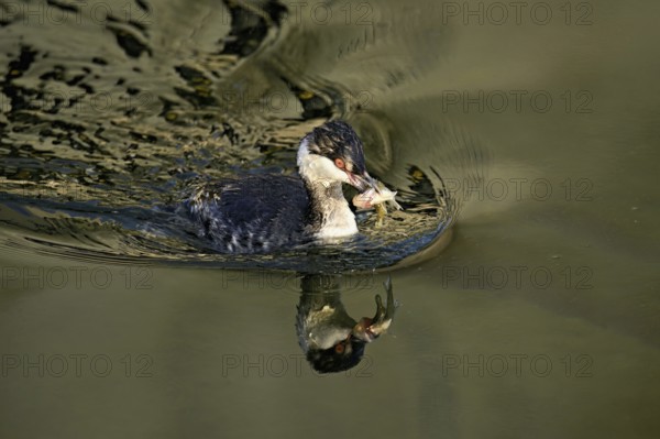 Slavonian grebe (Podiceps auritus), adult, in a white plumage, winter plumage, swimming with a fish