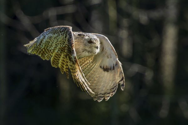 An owl flies through a dense forest in low light with its wings outstretched, Siberian Eagle Owl