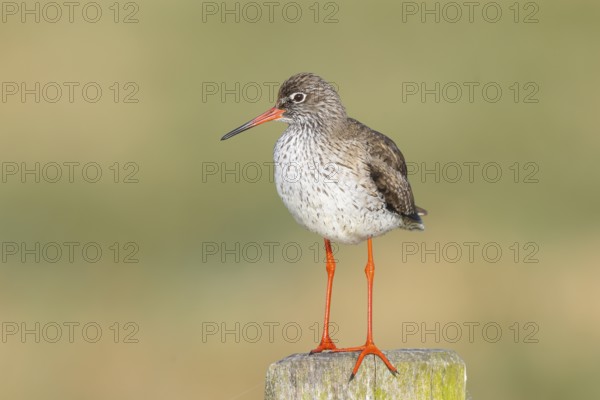 Redshank, (Tringa totanus), stands attentively on a pasture fence, wildlife, animals, birds, snipe