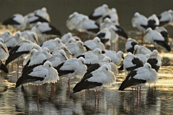 White storks (Ciconia ciconia), large flock roosting in shallow water, Flachsee, Canton Aargau,