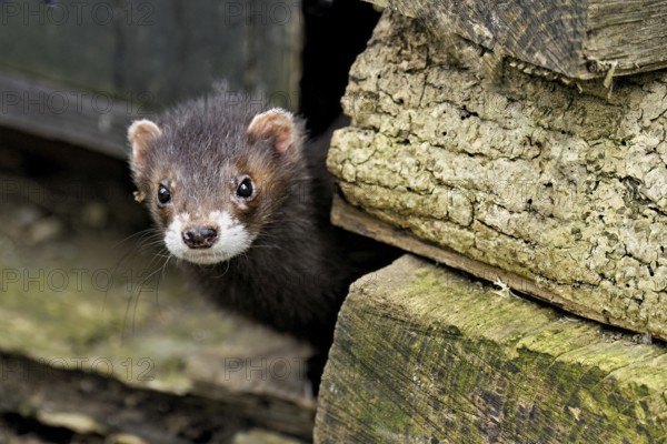 European polecat (Mustela putorius), also known as ferret, looking out from between piles of wood,