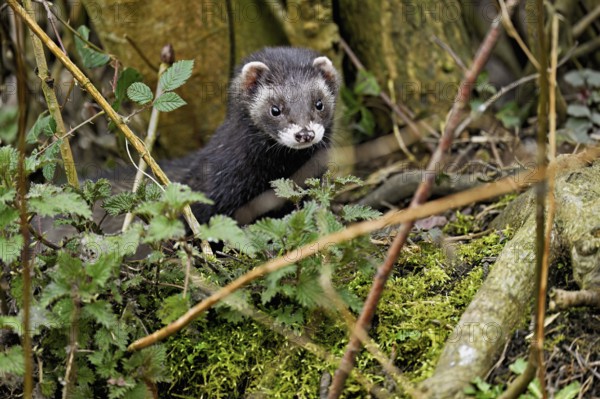 European polecat (Mustela putorius) or wood polecat, looking out of the undergrowth, captive,