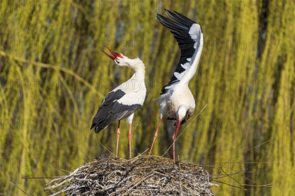 Two storks standing in the nest, one with open beak, surrounded by willow branches, white stork