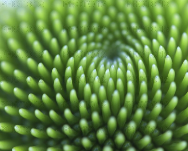 Close-up of the green flower head of a coneflower (Echinacea flower), with fascinating spiral