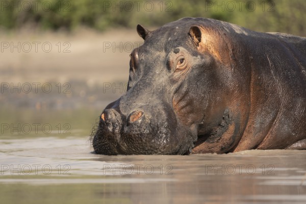 Hippo (Hippopotamus amphibius) portrait. Front view of the face and head. Animal is underwater.