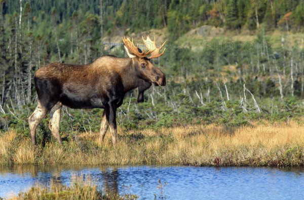 Moose. Alces alces. Bull moose standing and watching. Gros Morne national park. Province of