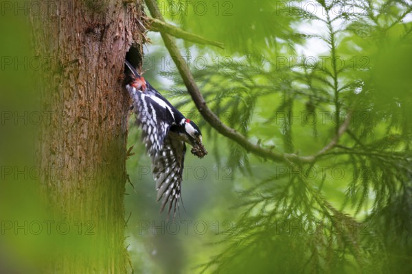 Great spotted woodpecker (Dendrocopos major), male flies out of the nesting cavity with droppings