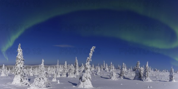 Northern lights, Aurora borealis over snow covered spruce trees on the taiga in winter at night,