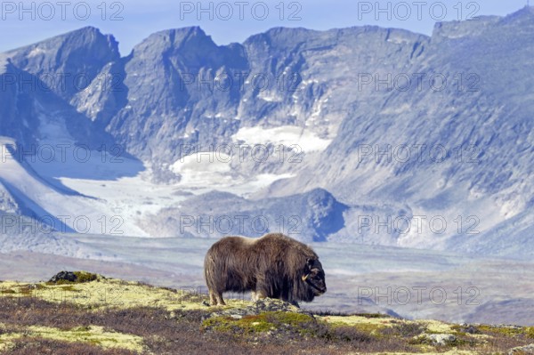 Muskox (Ovibos moschatus) solitary bull, male foraging on the tundra in autumn, fall,