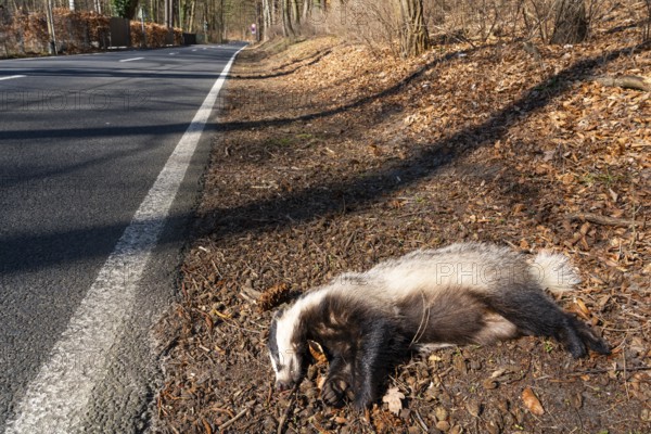Dead European badger (Meles meles) run over by a car after a wildlife accident lies on the side of