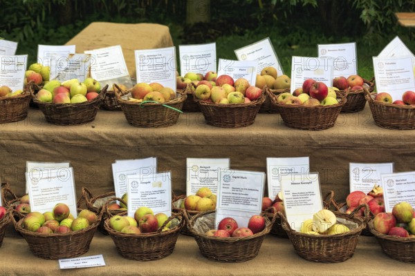 Market stall, many different apple varieties (Malus), Shepherd and Hat Festival 2017, Amelungsborn