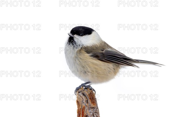 Willow tit (Poecile montanus borealis, Parus montanus) perched on branch in winter, Finland,