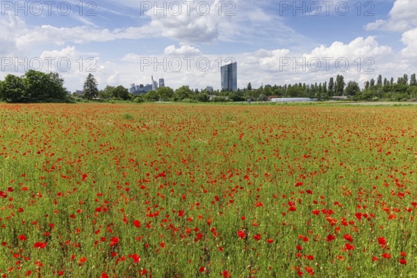 A field of poppies is in full bloom in front of the European Central Bank (ECB) and the bank