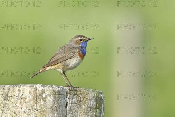 Bluethroat (Luscinia svecica cyanecula), male, on a pasture fence post, wildlife, Lembruch, Ochsen