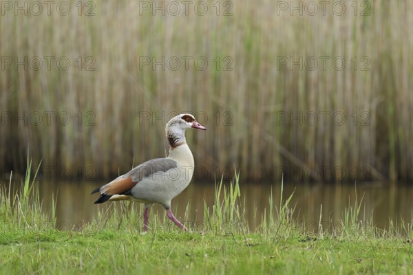 Egyptian goose (Alopochen aegyptiaca), male standing at the edge of a pond, Texel, West Frisian