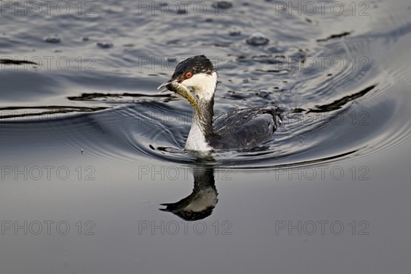 Slavonian grebe (Podiceps auritus), adult, in a white plumage, winter plumage, swimming with a fish