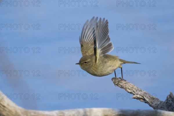 A chiffchaff (Phylloscopus collybita) flies with outstretched wings from a branch against a blue
