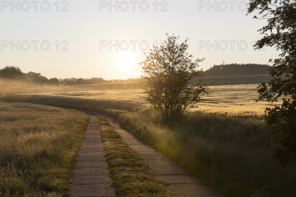 Field path between meadows and grain field with morning mist at sunrise, Bischofswerda, Saxony,