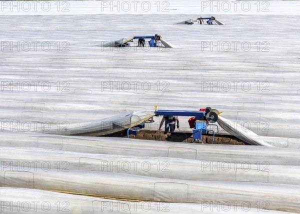 DefaultAsparagus harvest on the Lower Rhine, near Wesel, asparagus field under thermo foil, for