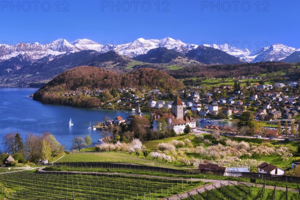View of Spiez with castle, blossoming cherry trees and Lake Thun, with snow-covered Bernese Alps in