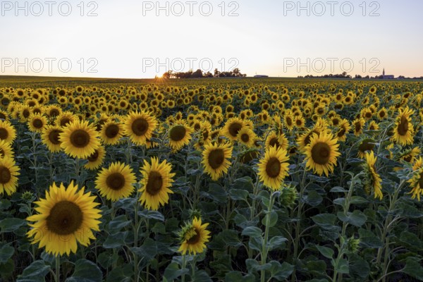 Field with sunflowers (Helianthus annuus) in bloom at sunset, near Priestewitz, Saxony, Germany,