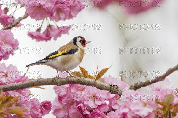 Goldfinch (Carduelis carduelis) on a branch full of pink cherry blossoms in a spring-like setting,
