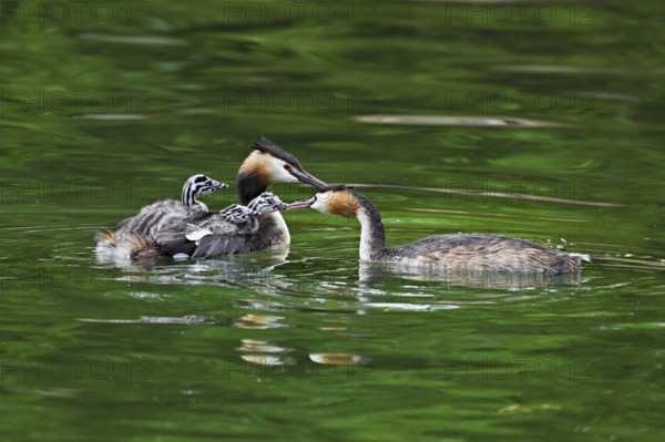 Great Crested Grebe (Podiceps Scalloped ribbonfish), pair feeding a chick with fish, swimming in
