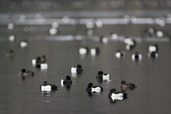 A group of Tufted Ducks (Aythya fuligula), swimming in their winter quarters on Lake Root, Canton