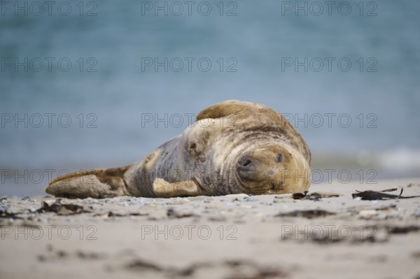 Grey seal (Halichoerus grypus) lying on the beach, Düne, Helgoland, Schleswig-Holstein, Germany,