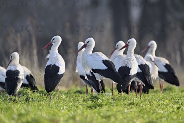 White storks (Ciconia ciconia), large flock standing in a meadow, Flachsee, Canton Aargau,