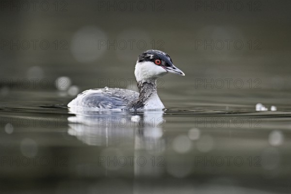 Slavonian grebe (Podiceps auritus), adult, in a white plumage, winter plumage, swimming in Lake