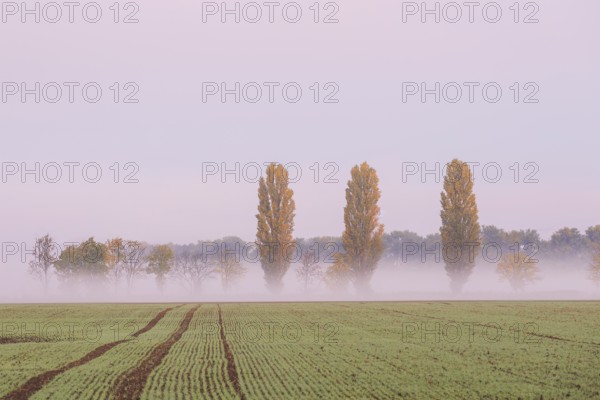 Poplars (Populus) at the edge of a field in autumn, morning fog in the Nassau, Weinböhla, Saxony,