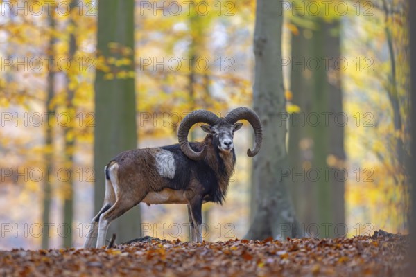 European mouflon (Ovis aries musimon, Ovis gmelini musimon) ram, male with big horns in forest