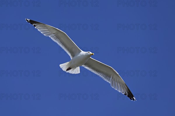 Herring Gull (Larus argentatus), in flight, Texel, West Frisian Islands, province of North Holland,