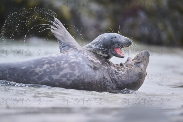 Grey seal (Halichoerus grypus) playing with each other in the water, sea, Düne, Helgoland,